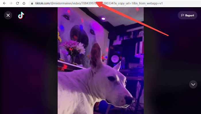 Copy URL from TikTok Video on Browser